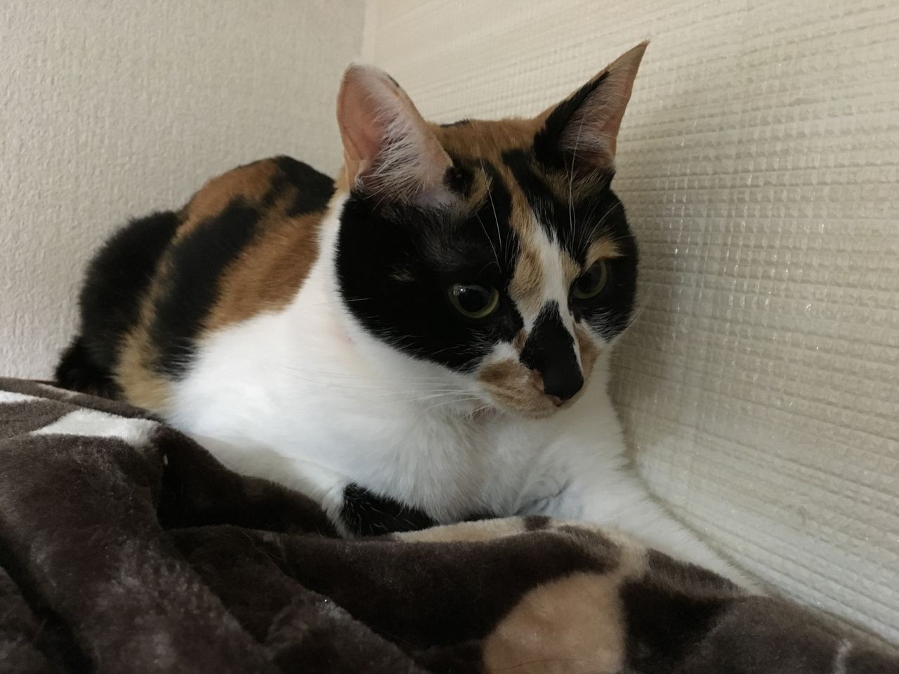 イメージ 6