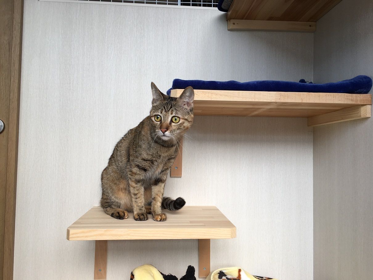 イメージ 4