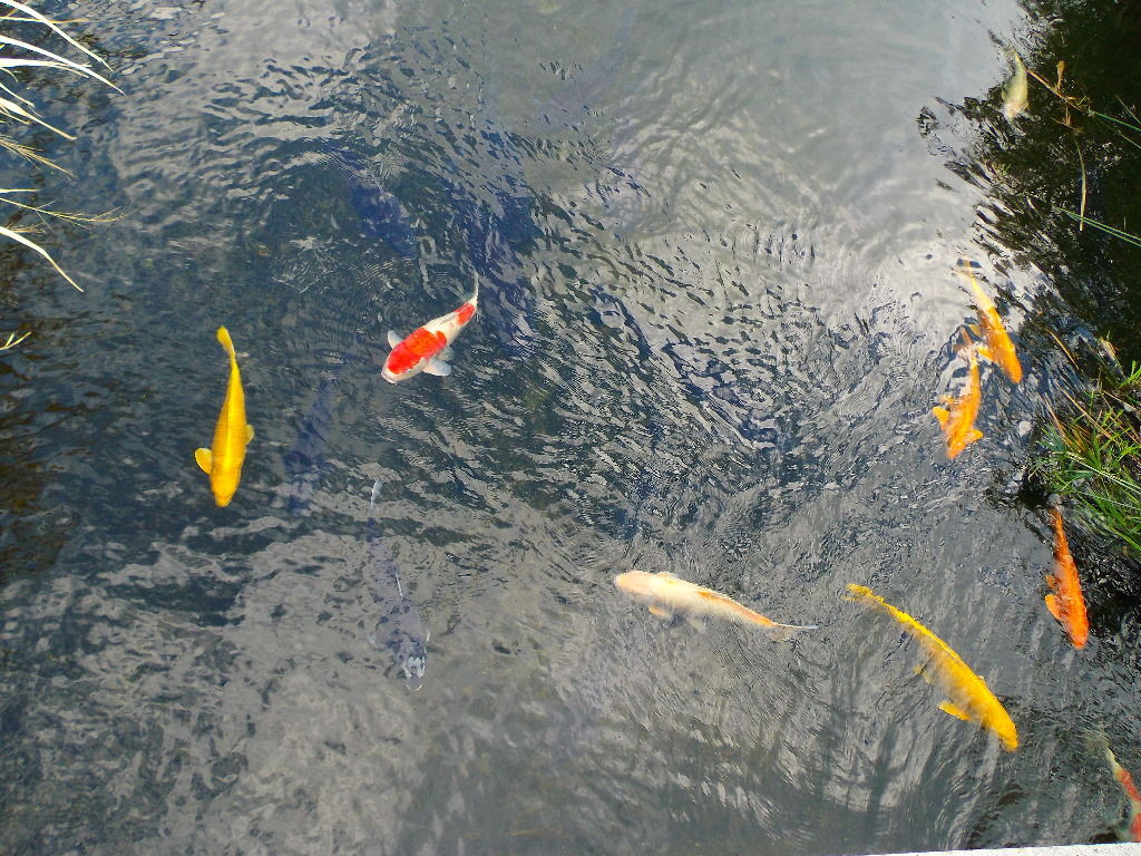 イメージ 4