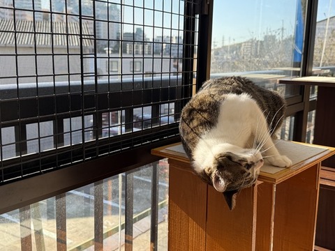 IMG_7434