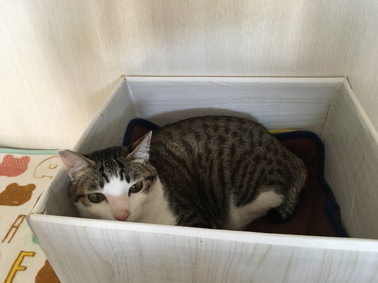 イメージ 5