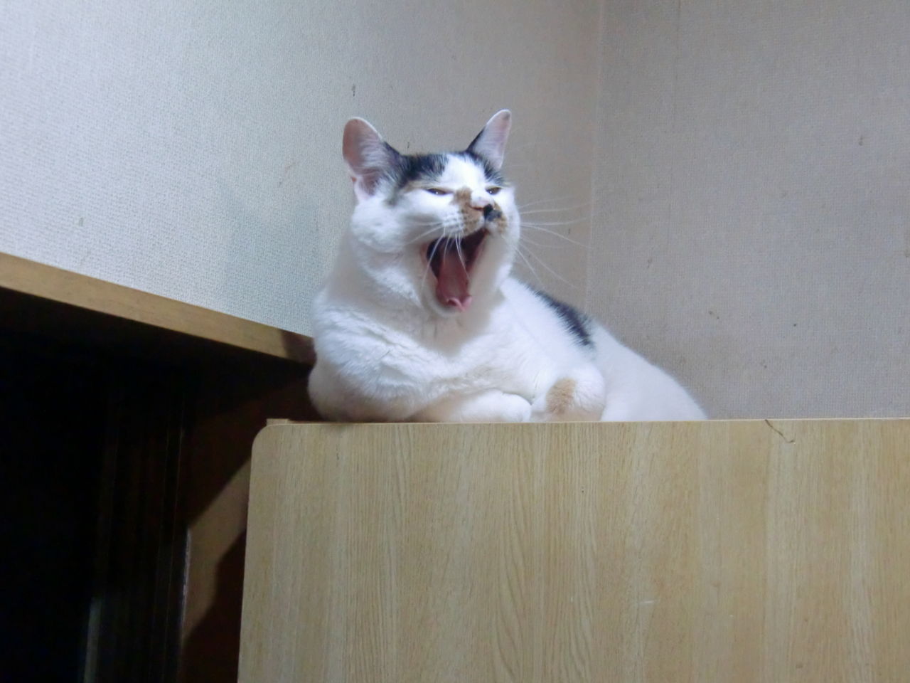 イメージ 2
