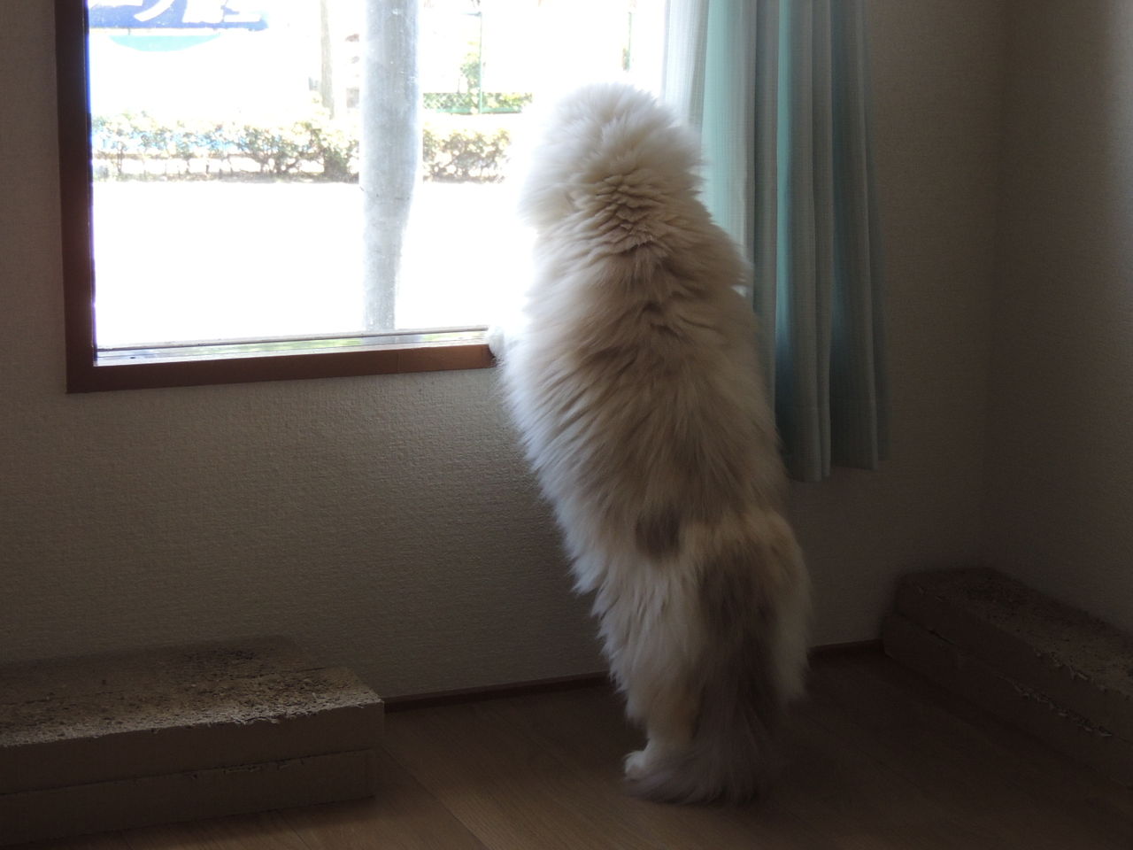 イメージ 4