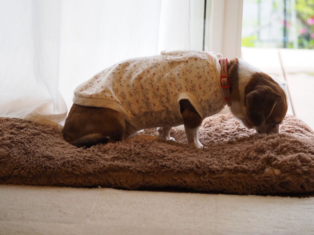 バザーで買った犬服たち 花とワンコな日々 バザーで買った犬服たち 花とワンコな日々