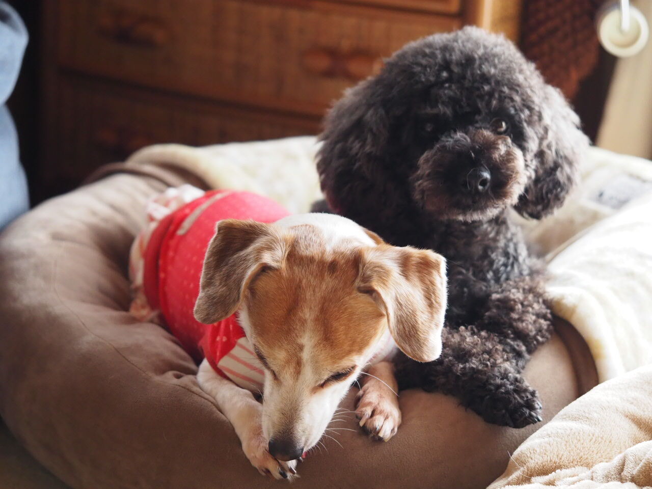 犬 口 なめる しつこい 獣医師監修 犬が口のまわりをずっと舐めている この症状から考えられる病気や原因 対処 予防法は Hotto ホット 犬 口 なめる しつこい 獣医師監修 犬が口のまわりをずっと舐めている この症状から考えられる病気や原因 対処 予防法は Hotto ホット