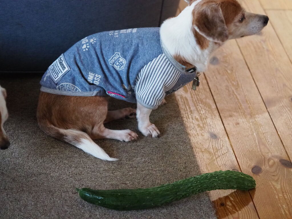 犬ときゅうり 花とワンコな日々