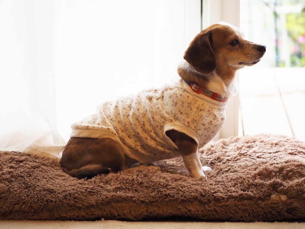 バザーで買った犬服たち 花とワンコな日々 バザーで買った犬服たち 花とワンコな日々