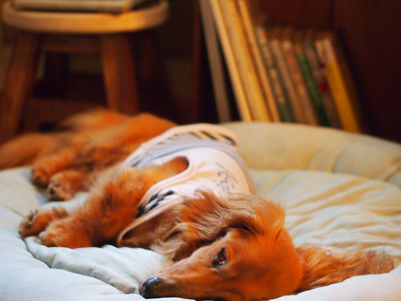 犬と話をつける 花とワンコな日々 犬と話をつける 花とワンコな日々