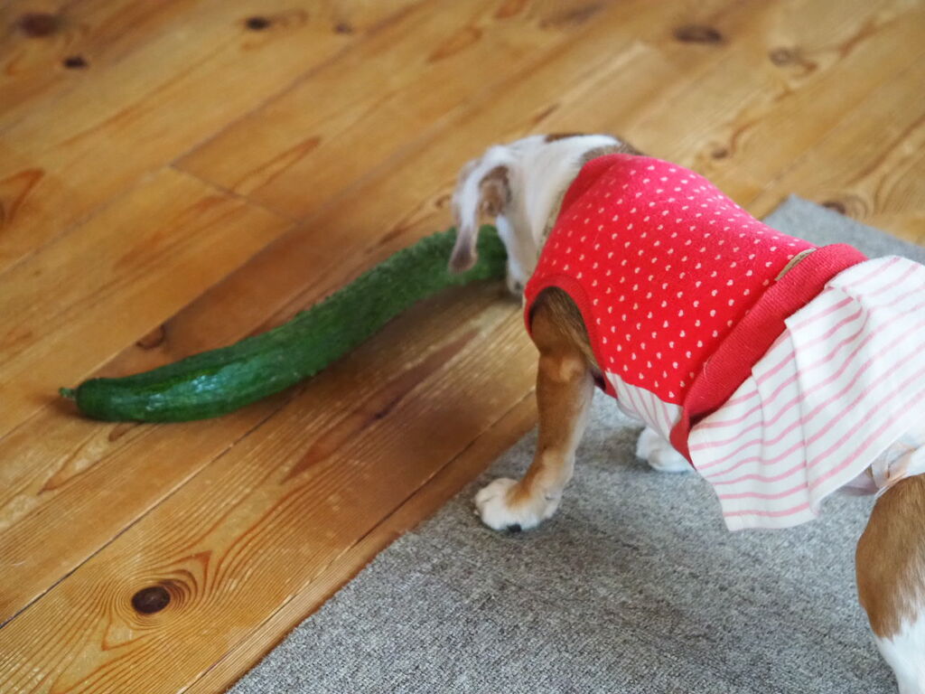 犬ときゅうり 花とワンコな日々 犬ときゅうり 花とワンコな日々