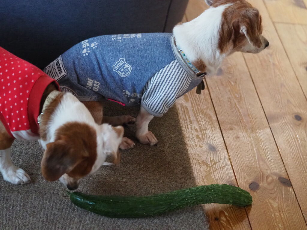 犬ときゅうり 花とワンコな日々 犬ときゅうり 花とワンコな日々