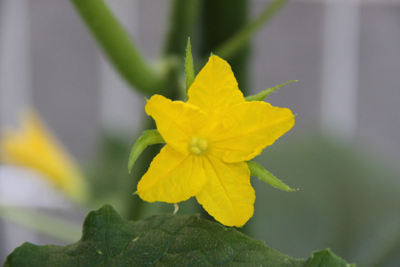 3週間目でナスとキュウリの花が咲き始めた Griefwalker Laughmaker