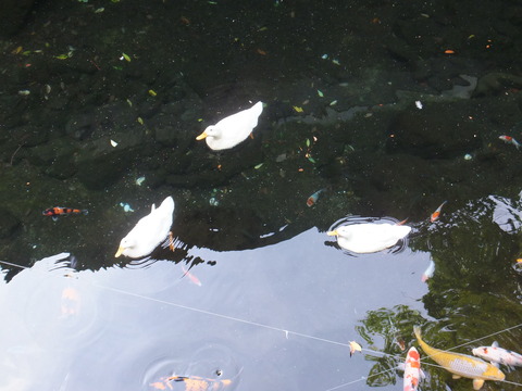 DSCF4420