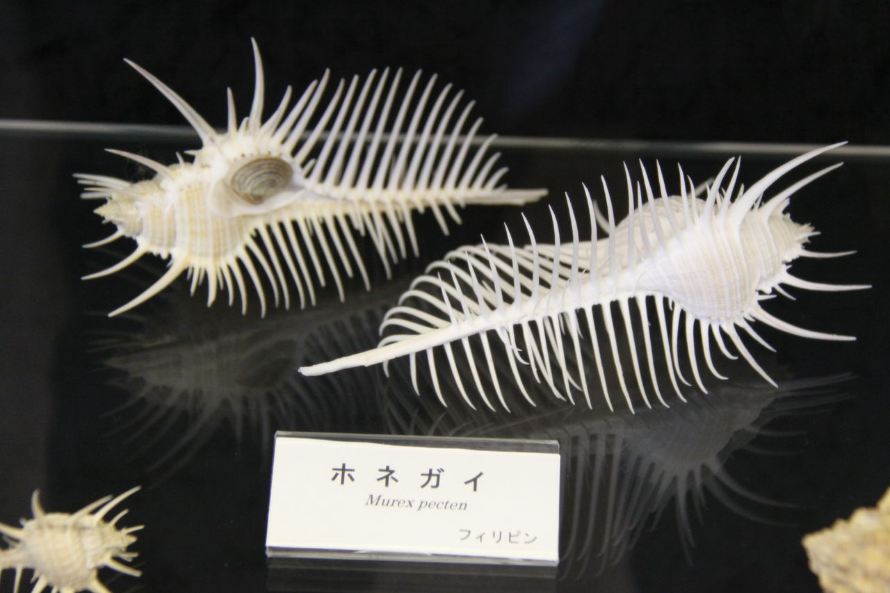 静岡弾丸観光 国内有数の貝類コレクションを誇る 真鶴町立遠藤貝類博物館 晴天の霹靂