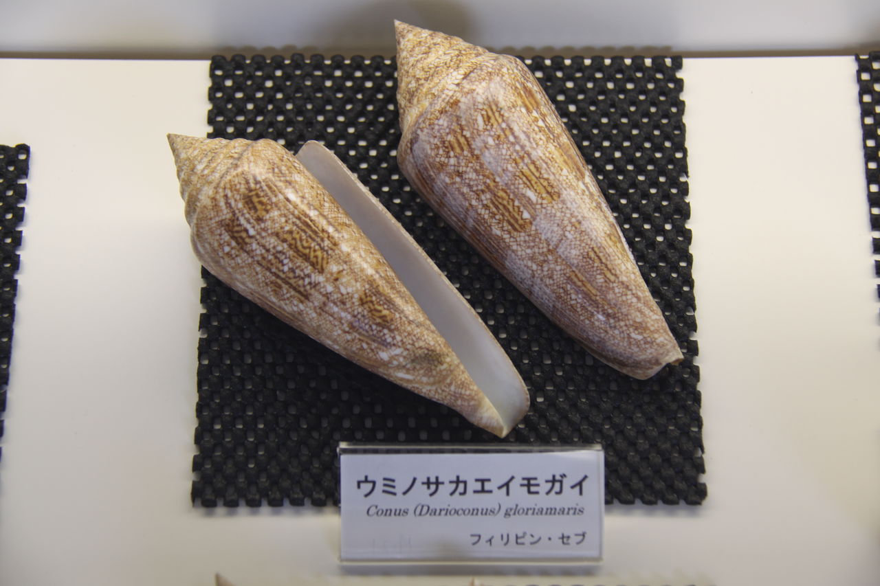静岡弾丸観光 国内有数の貝類コレクションを誇る 真鶴町立遠藤貝類博物館 晴天の霹靂