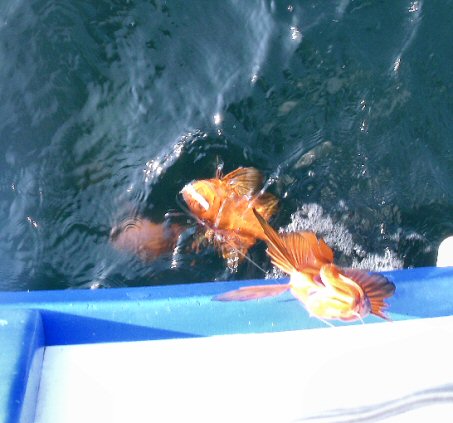 キントキ 大漁祈願のお気楽ブログ