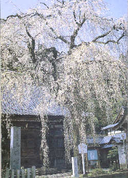 善福寺桜