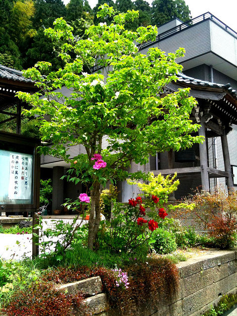 花水木