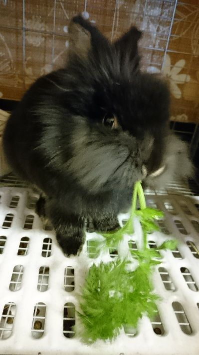 人参葉とブロッコリーの葉 黒うさぎのサンデーぶろぐ