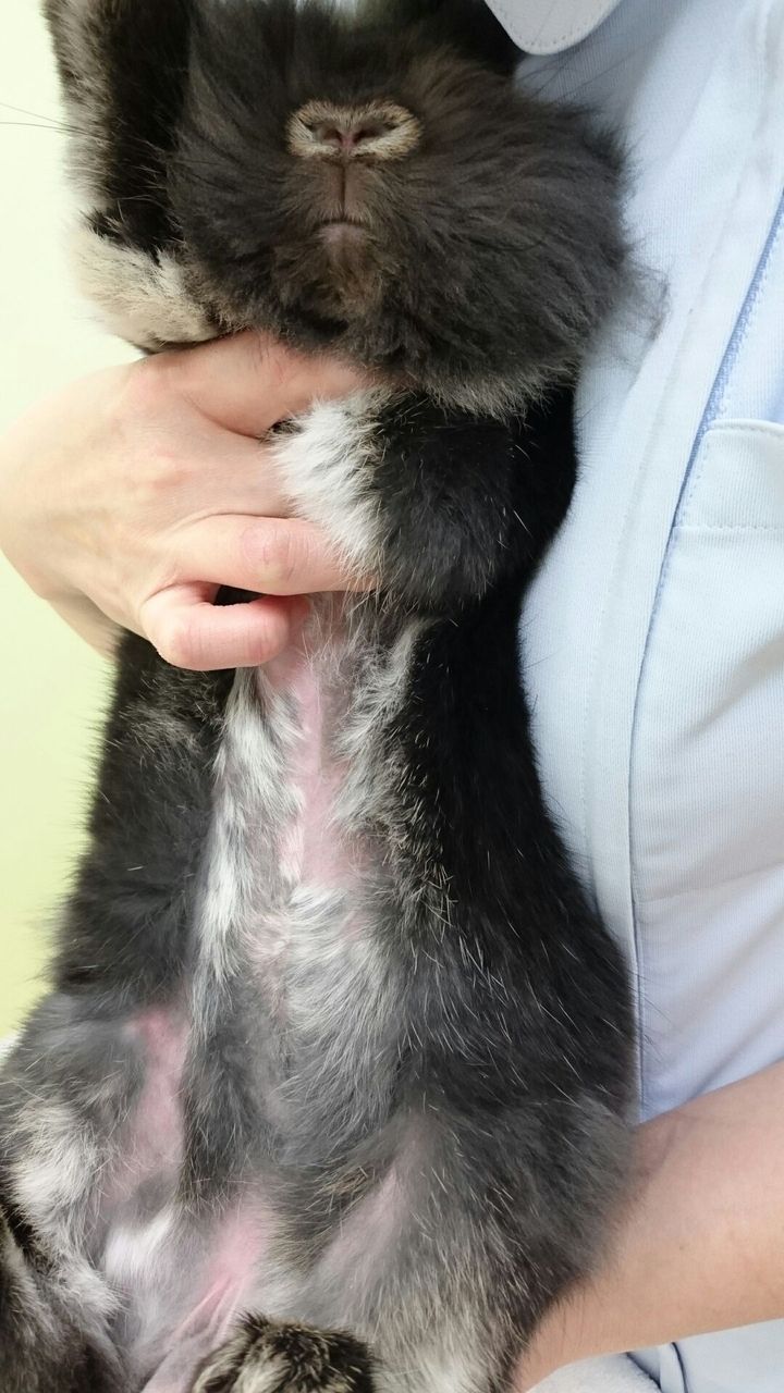 お腹に複数のハゲが 黒うさぎのサンデーぶろぐ