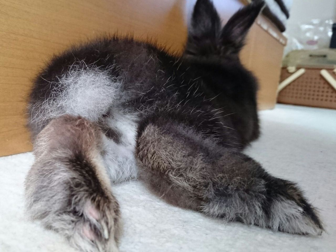 ウサケツ 黒うさぎのサンデーぶろぐ ウサケツ 黒うさぎのサンデーぶろぐ