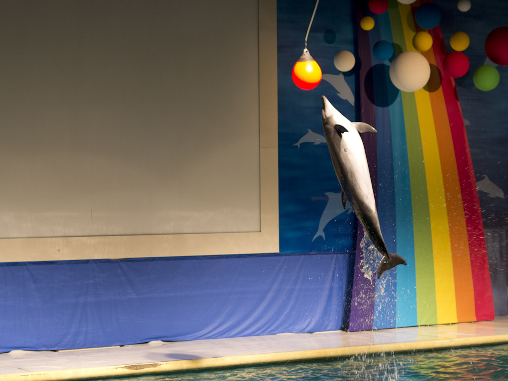 浅虫水族館 イルカショー Happymaterial