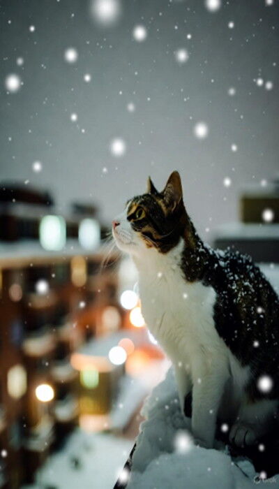 SnapCrab_NoName_2025-11-4_4-58-32_No-00