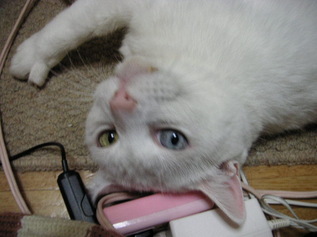 ねこ（かわいい）が隙間に挟まって出られなくなったので救出 : あのね速報