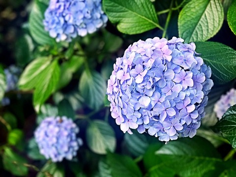 hydrangea-2404802_640