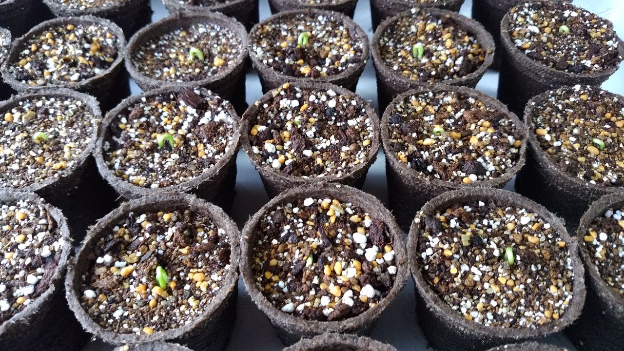 発芽 Today 発芽 Today