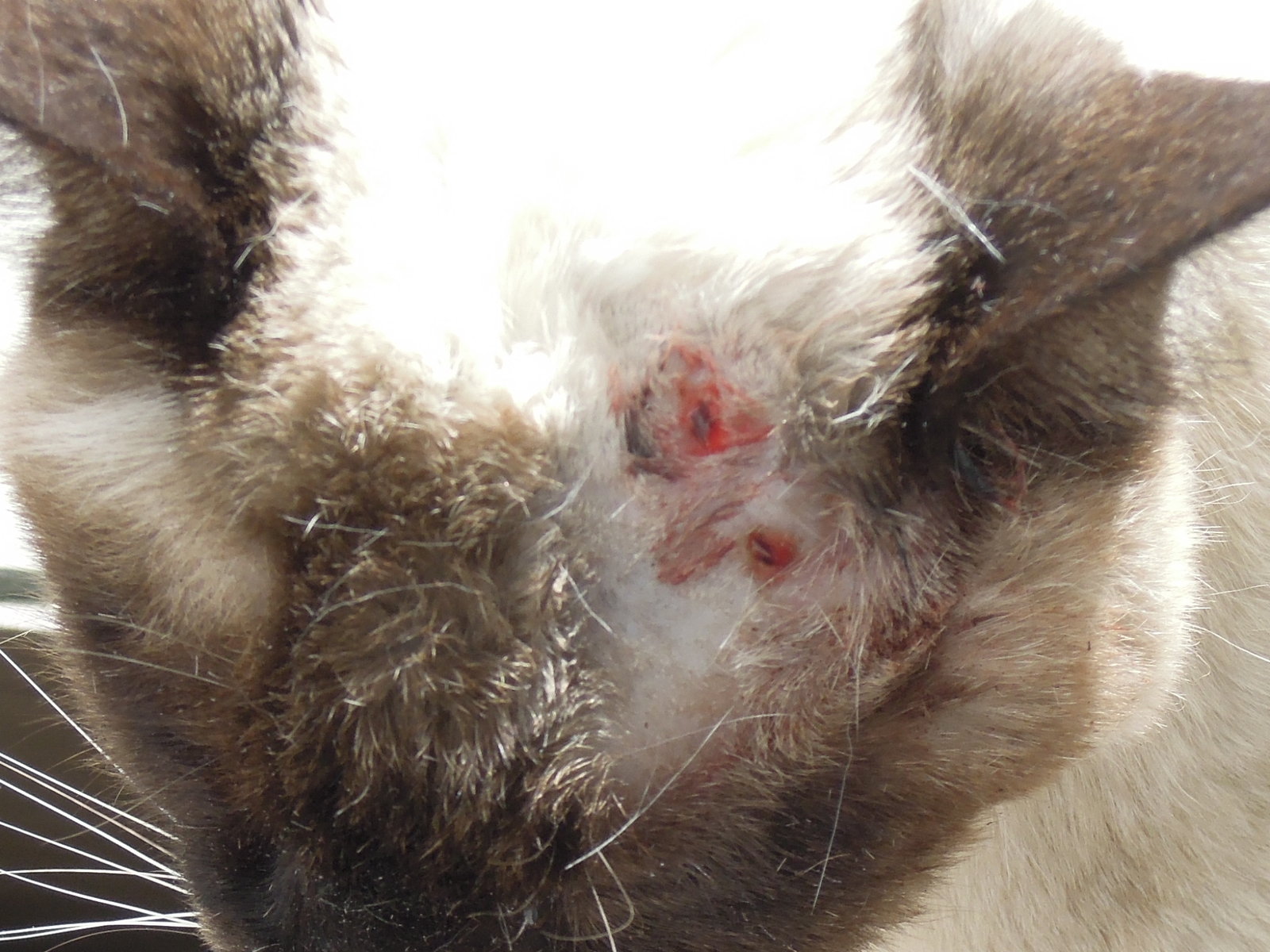 暴猫に襲われた老猫 団塊世代の近江日記 暴猫に襲われた老猫 団塊世代の近江日記