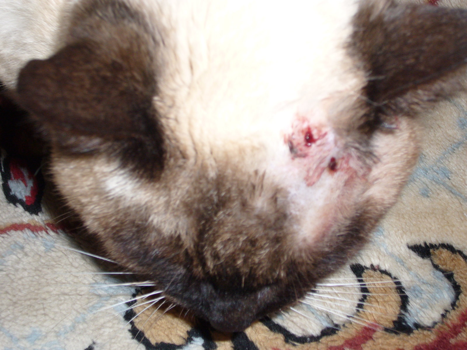 暴猫に襲われた老猫 団塊世代の近江日記