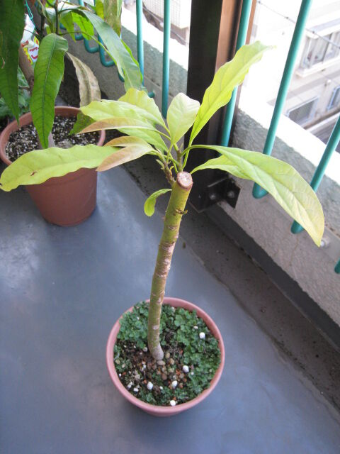 アボカド Sakuraの実生マンゴー栽培