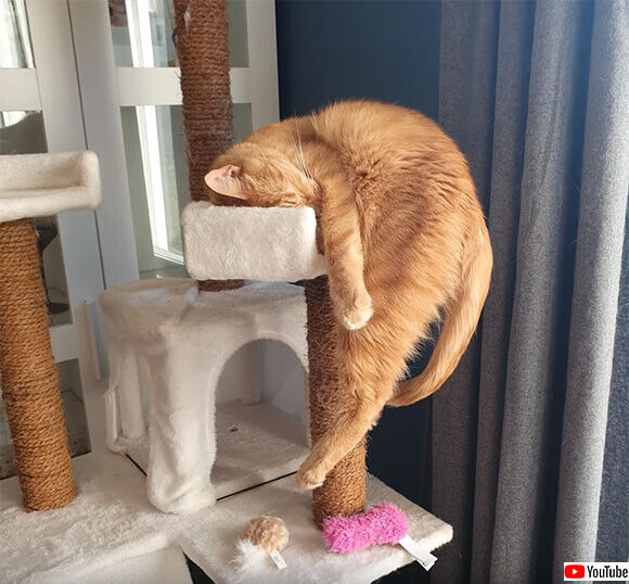 なぜ落ちない？キャットタワーで絶妙のバランスで眠る猫