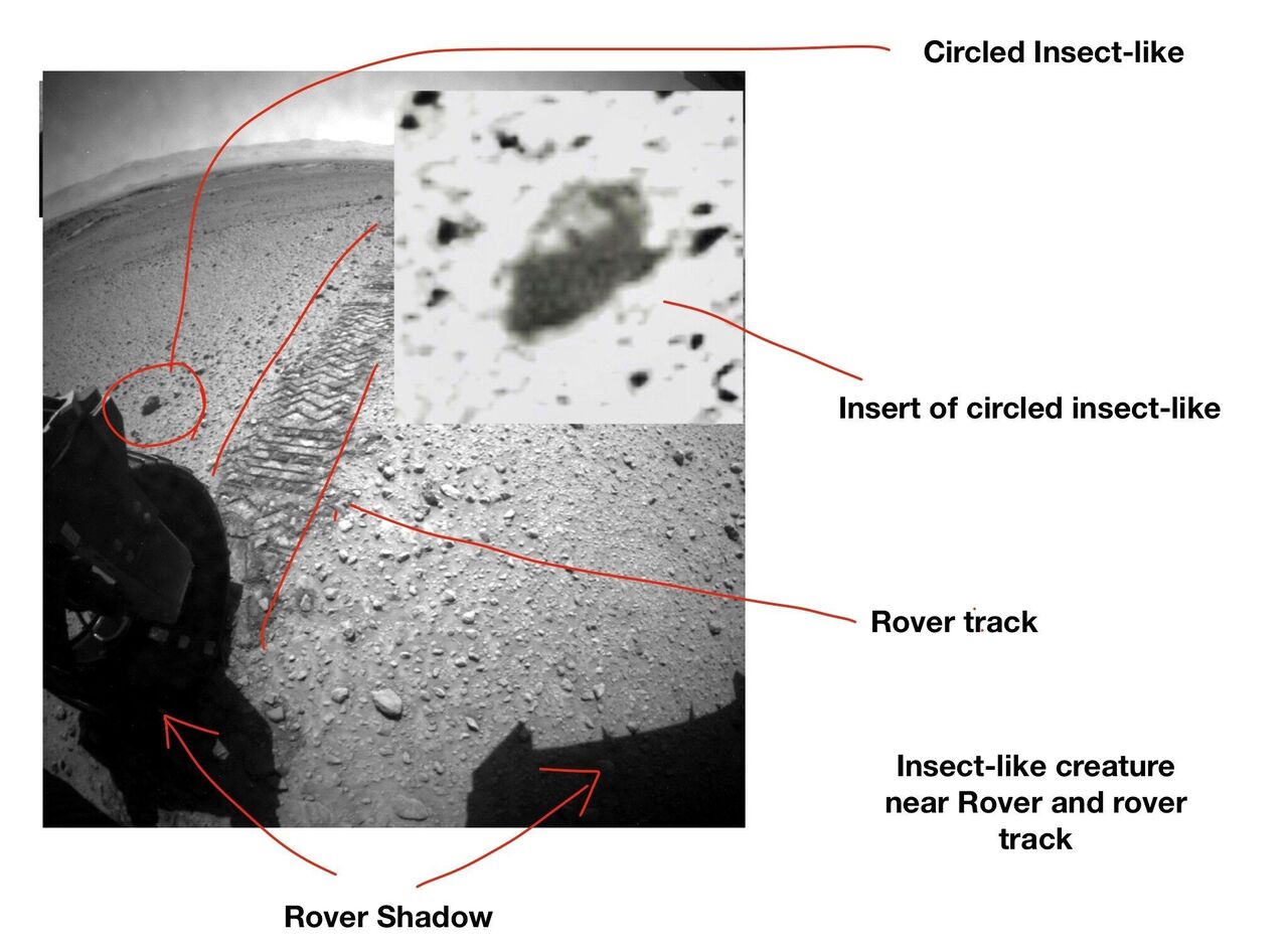 【画像】火星に昆虫の痕跡を示す証拠が存在！？
