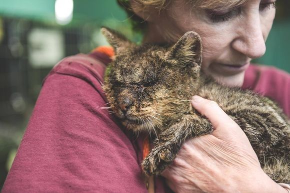 ひどい感染症で誰も触ろうとしなかった子猫。保護されて1年後、今ではこんな立派な猫に(アメリカ)