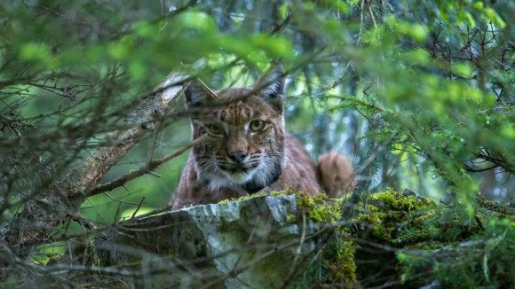 スイスで再導入された幻のヤマネコ、「ヨーロッパオオヤマネコ」の野生の姿をとらえた写真と生態系に関する話