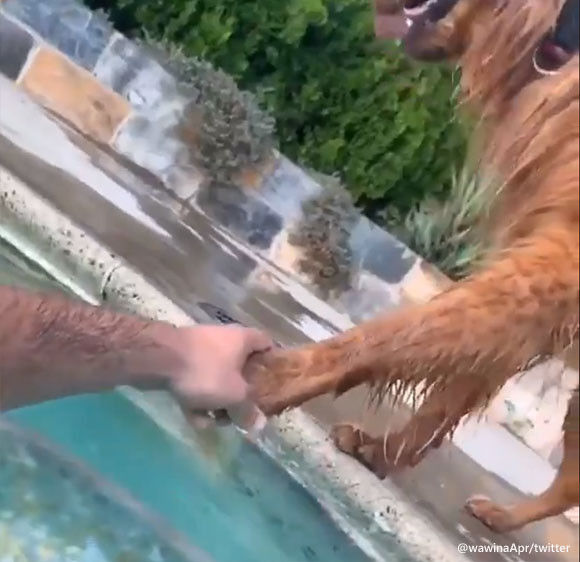 私の手につかまっていなさい。飼い主がプールに入ると手をつなごうとする犬
