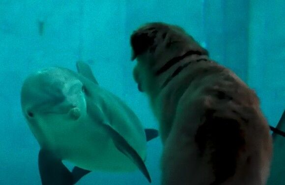 一目会ったその時から...水族館のイルカと犬の間に芽生えた友情物語（アメリカ）