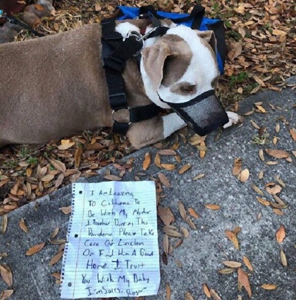 パンデミックの中、別の土地へ避難する飼い主に置き去りにされた犬（アメリカ）