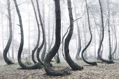 【画像あり】ポーランドにある理解不能の謎の森がヤバすぎる！！！なんなんだよこの木は…