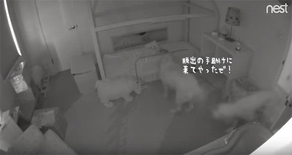 ドアを開けられるはずがない1歳の娘がいったいなぜ？監視カメラは見た！娘を部屋から脱出させていた2匹の犬の陰謀