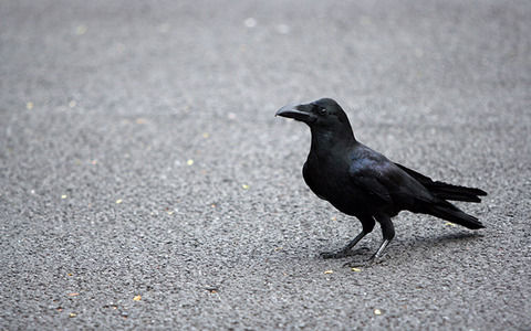 【不思議】カラスの度胸試し