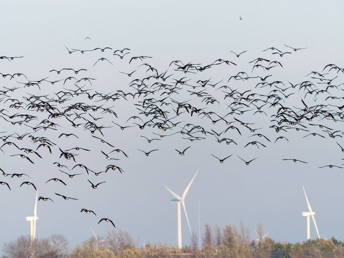 風力発電の羽根(ブレード)を黒く塗るだけで鳥の衝突死が70%減少（ノルウェー研究）