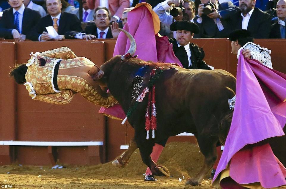 【画像あり】闘牛士の尻に雄牛のツノが突き刺さる衝撃事故！？