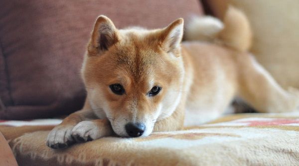 これ以上ないくらい幸せそうな顔でブランコに乗る犬が話題に