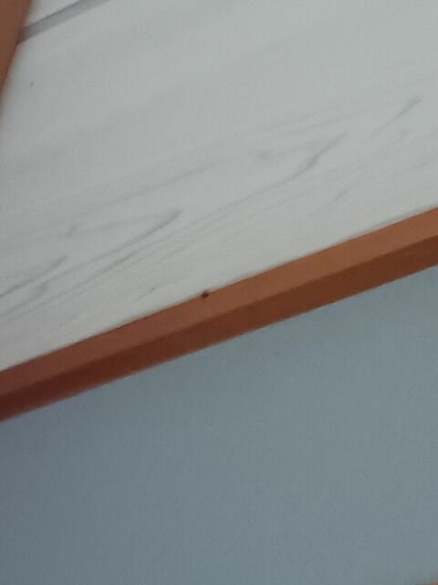 (悲報)家に謎の虫現れる