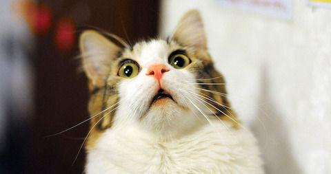４年前に嵐で行方不明になった猫が発見されるも不服そうな顔で飼い主の元へ戻ってきたんだけどｗｗｗｗｗｗｗｗｗｗ