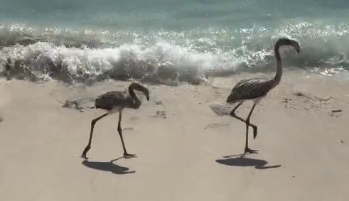 【動画】波打ち際を歩いていた鳥さんが油断する