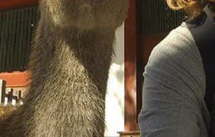 奈良の鹿が人によって態度を変えてるように見える写真