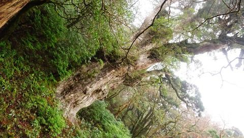 屋久島に行って来たのでうpする part 2